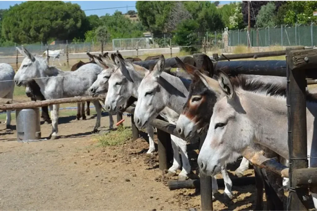 Burrolandia Tres Cantos