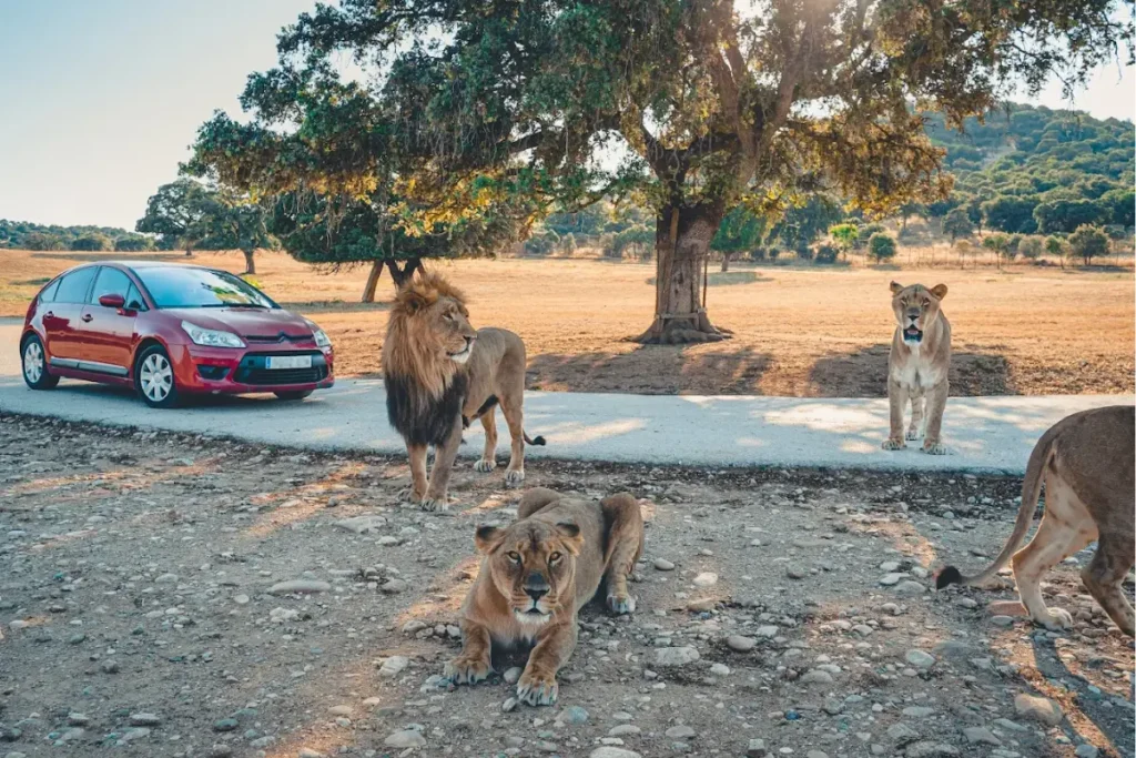 Safari Park Aldea del Fresno