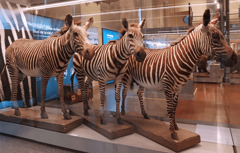 museo de ciencias naturales