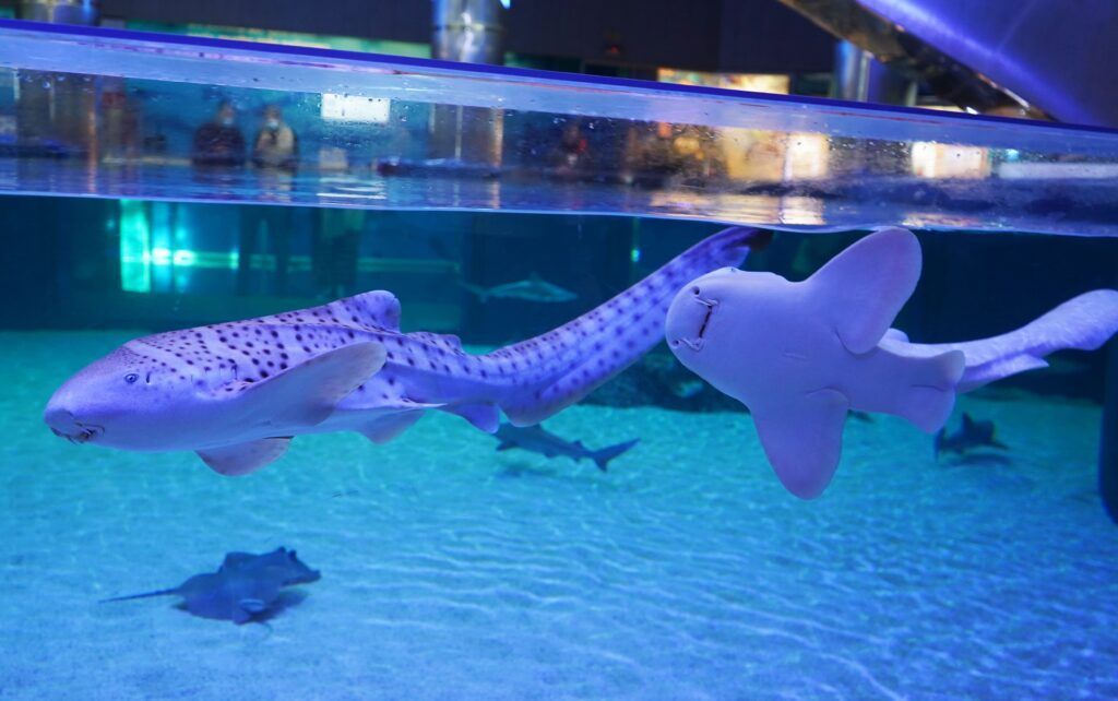 Oceanogràfic Valencia