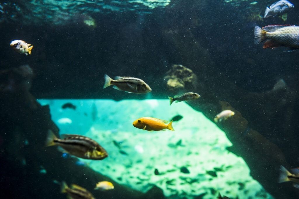 Acuario fluvial Zaragoza