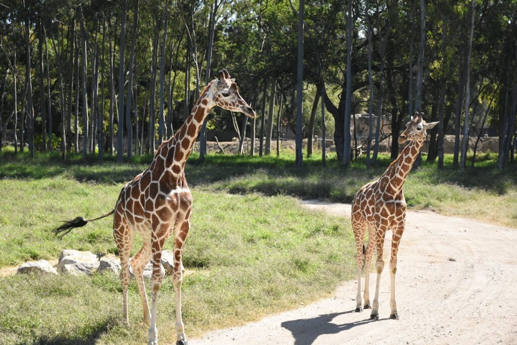 Zoo de Guadalajara/ Escapadas para pasar el día cerca de Madrid