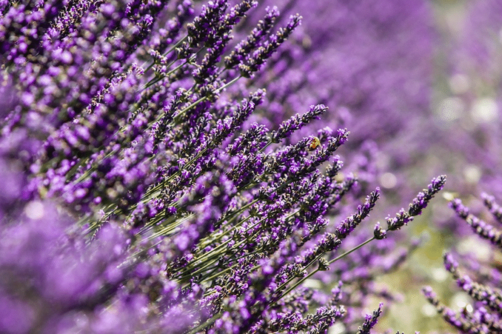cuando ir a los campos de lavanda en brihuega