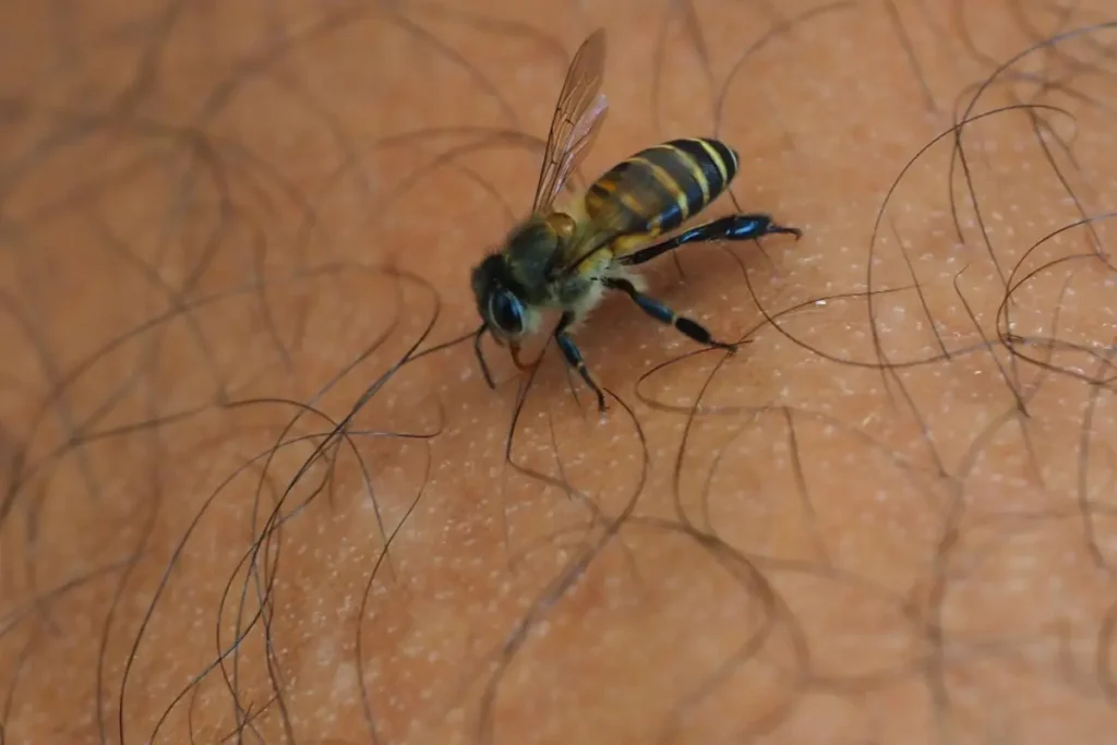 abejas