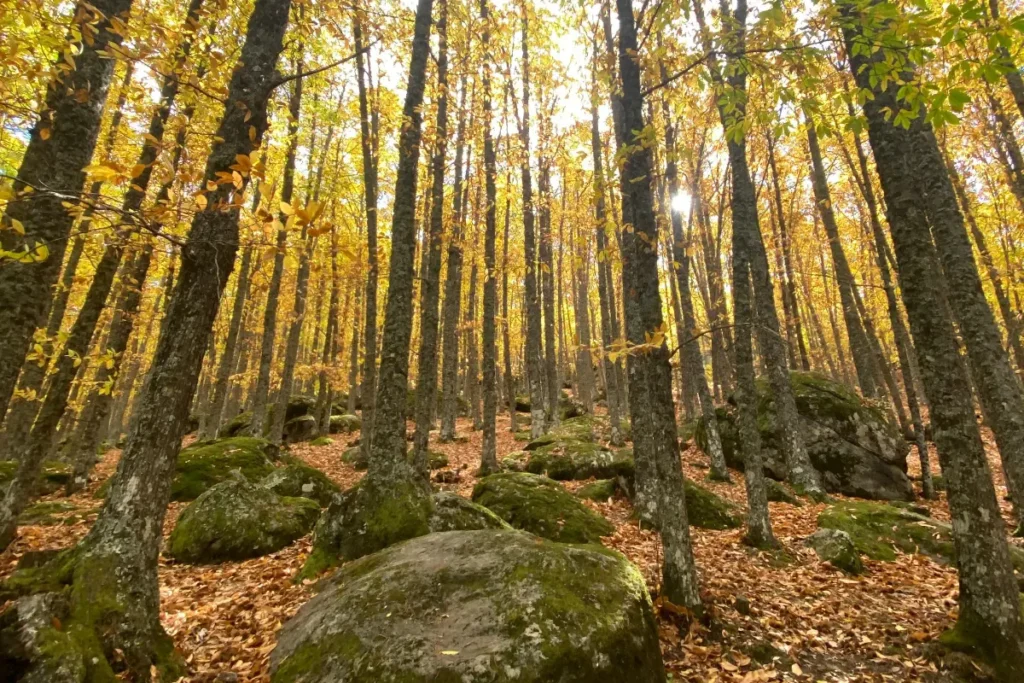 El castañar de El Tiemblo