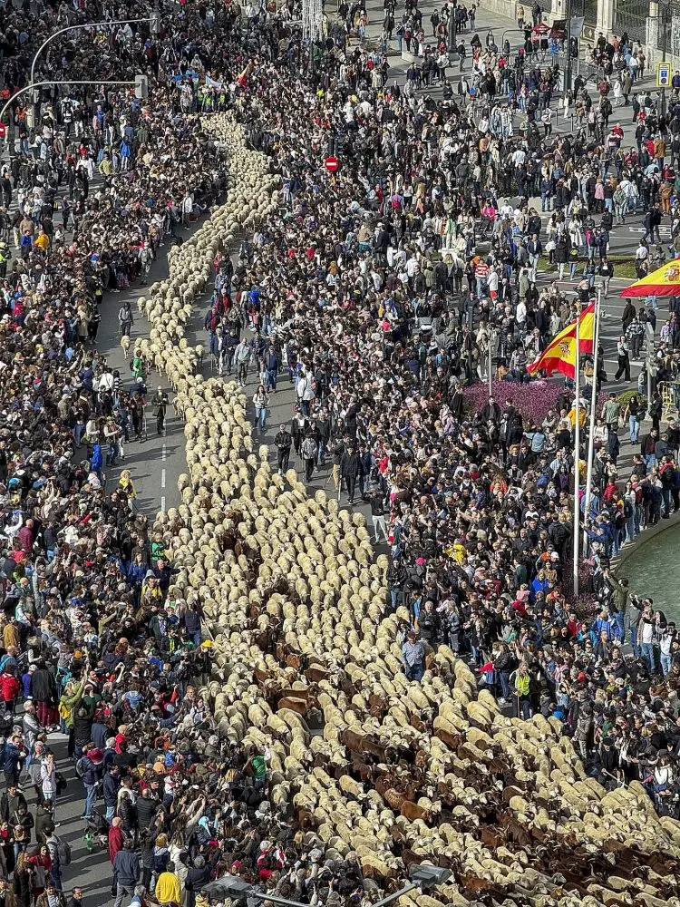 trashumancia 2025