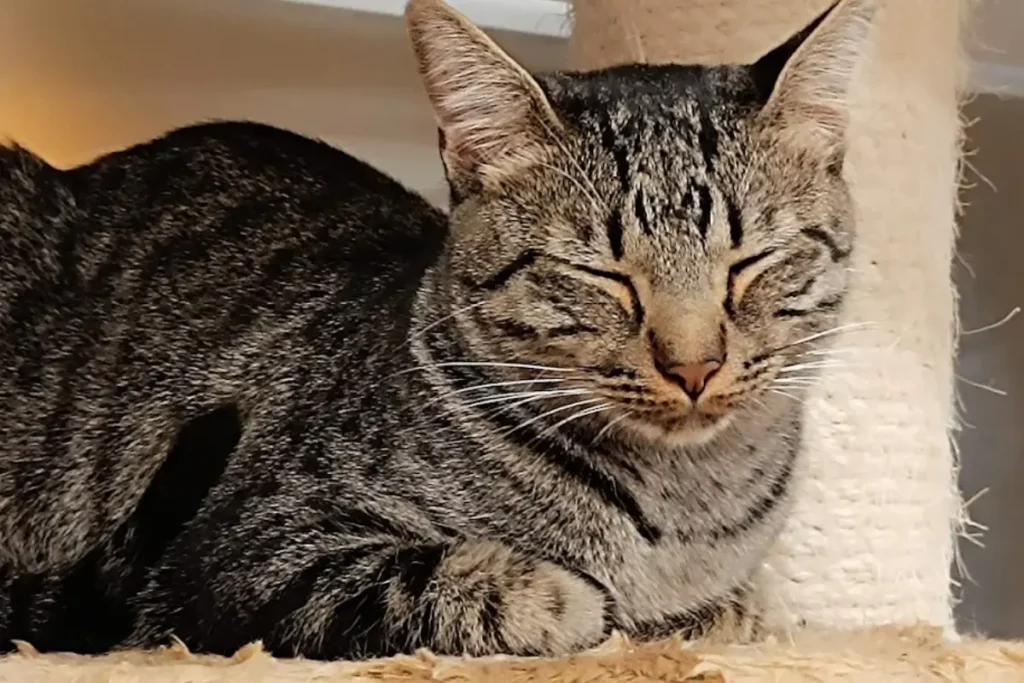 gato de la Gatoteca Madrid