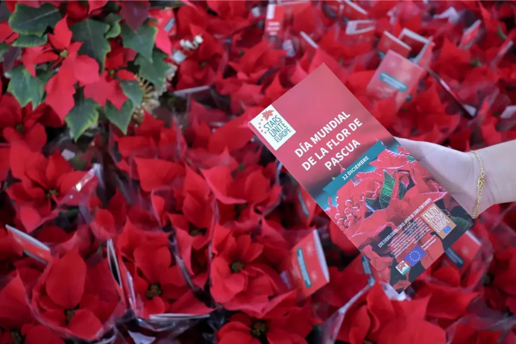 día internacional de la flor de pascua