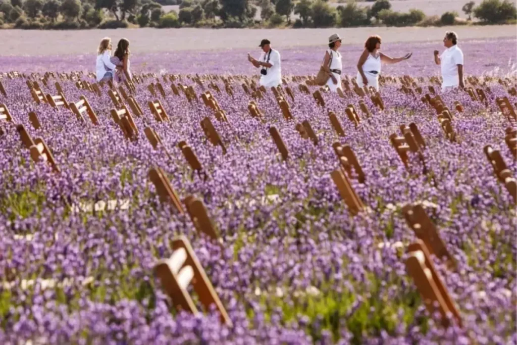 Festival Lavanda Brihuega