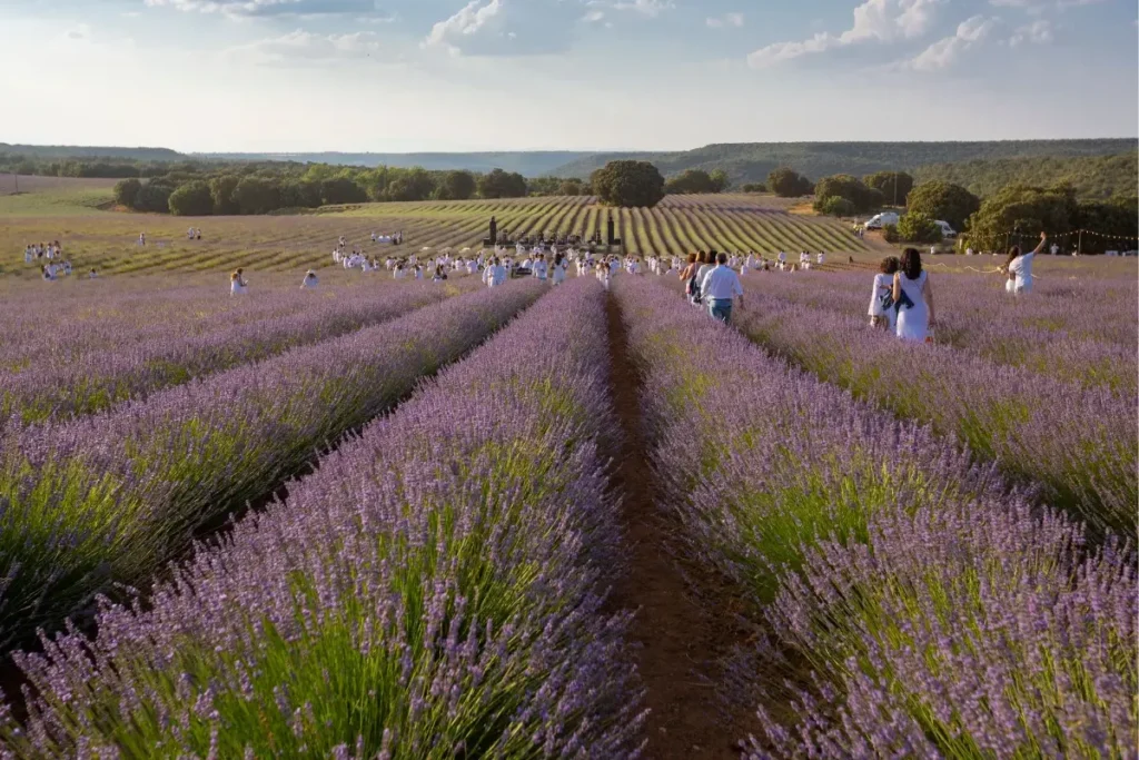 Festival Lavanda Brihuega