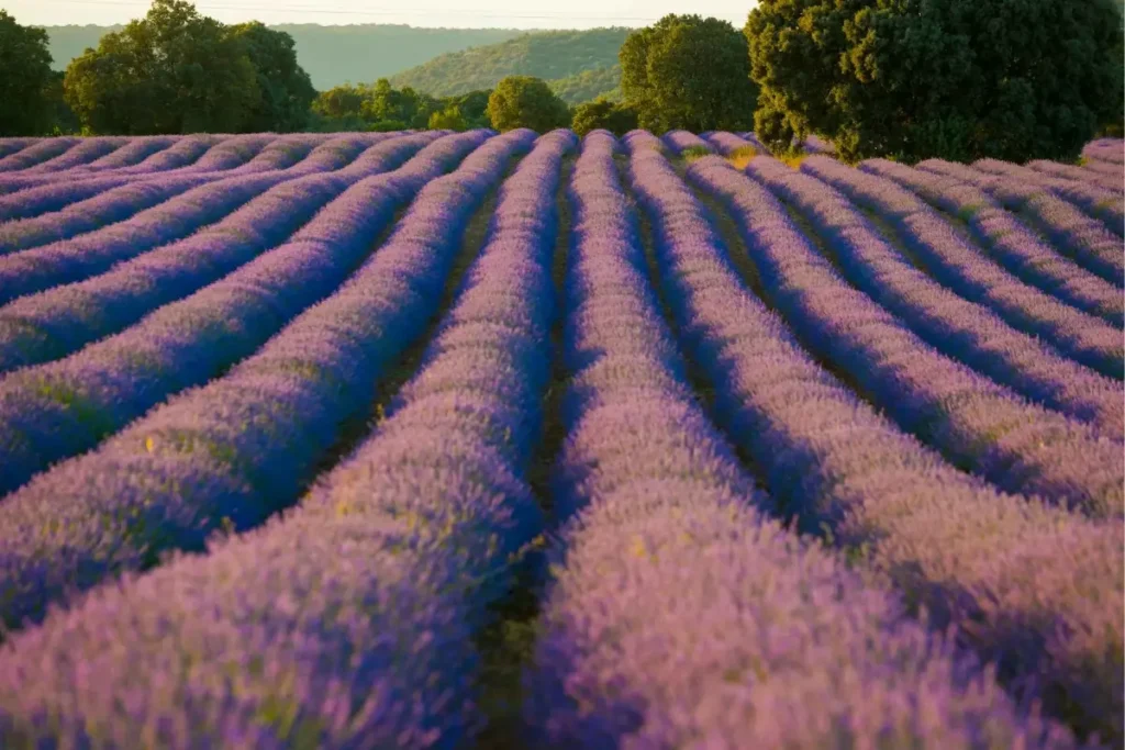 Festival Lavanda Brihuega