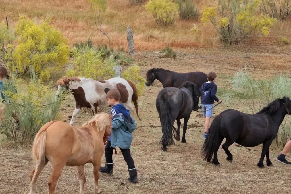 experiencias con ponys en Madrid