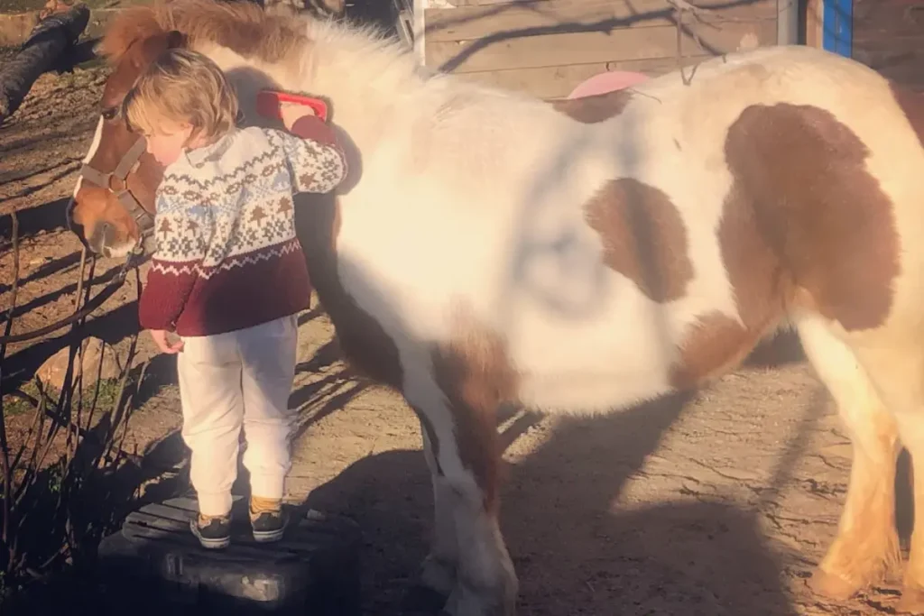 experiencias con ponys en Madrid