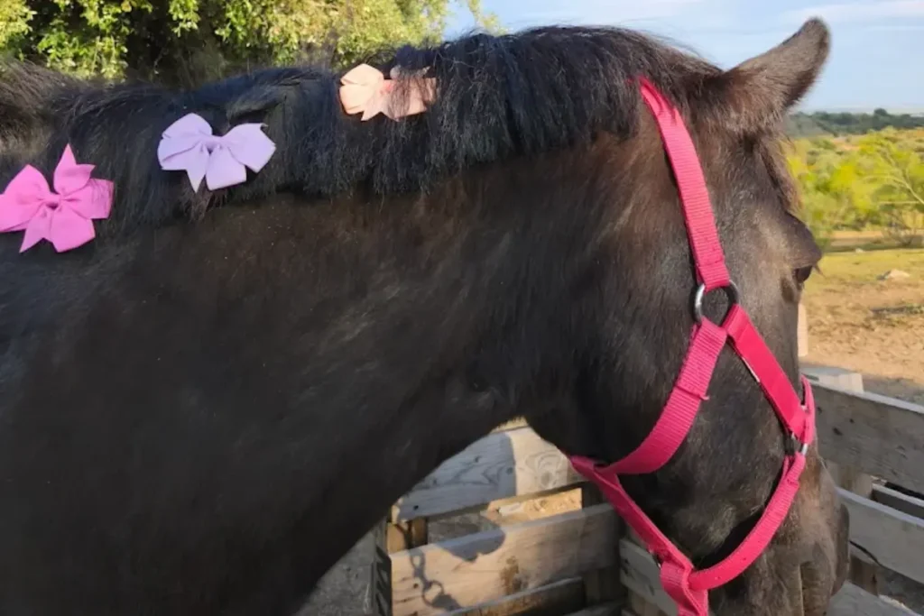 experiencias con ponys en Madrid