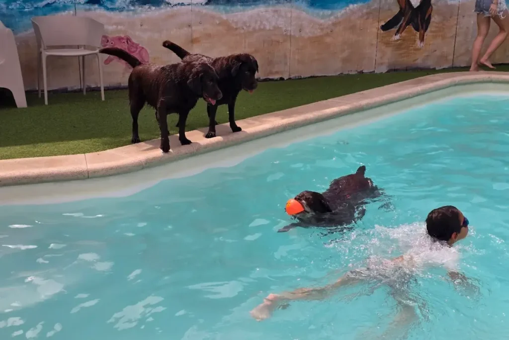 piscina para perros en Madrid