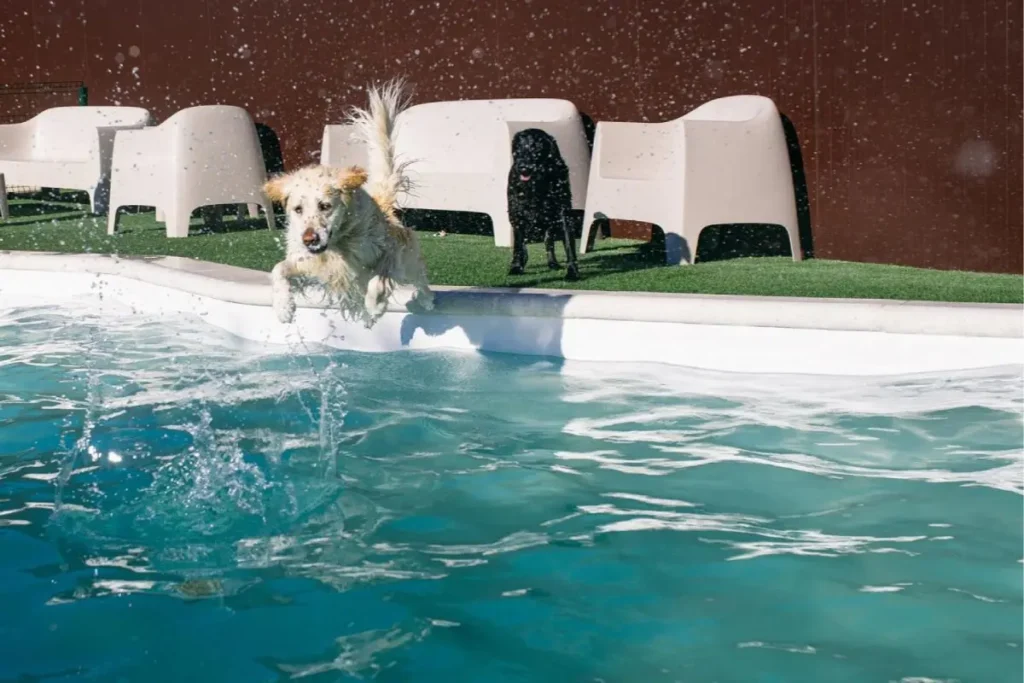 piscina para perros en Madrid