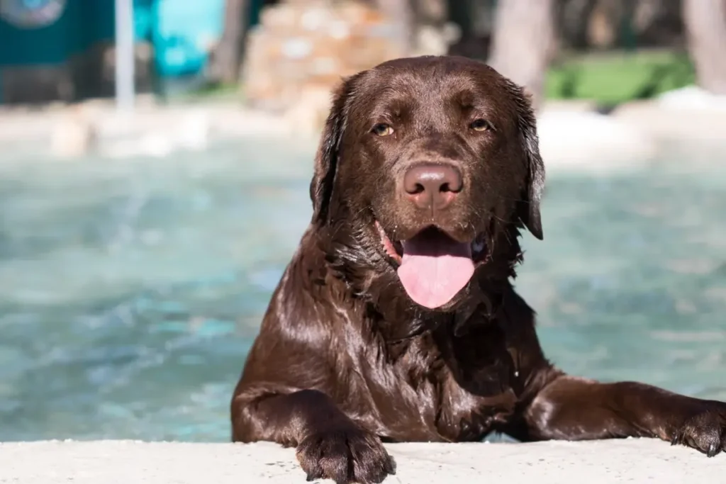 piscina para perros en Madrid